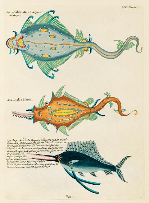 Colourful and surreal illustrations of fishes found in Moluccas (Indonesia) and the East Indies by Louis Renard (1678 -1746) from Histoire naturelle des plus rares curiositez de la mer des Indes (1754). Colourful and surreal illustrations of fishes found in Moluccas (Indonesia) and the East Indies by Louis Renard (1678 -1746)…