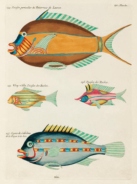 Colourful and surreal illustrations of fishes found in Moluccas (Indonesia) and the East Indies by Louis Renard (1678 -1746) from Histoire naturelle des plus rares curiositez de la mer des Indes (1754). Colourful and surreal illustrations of fishes found in Moluccas (Indonesia) and the East Indies by Louis Renard (1678 -1746)…