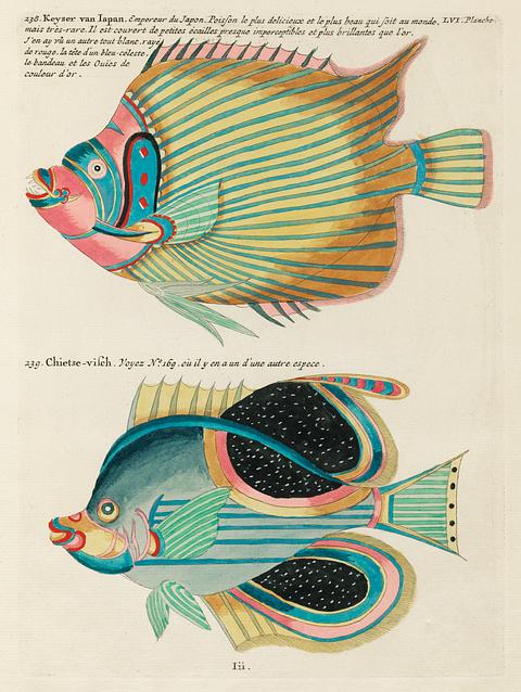 Colourful and surreal illustrations of fishes found in Moluccas (Indonesia) and the East Indies by Louis Renard (1678 -1746) from Histoire naturelle des plus rares curiositez de la mer des Indes (1754). Colourful and surreal illustrations of fishes found in Moluccas (Indonesia) and the East Indies by Louis Renard (1678 -1746)…