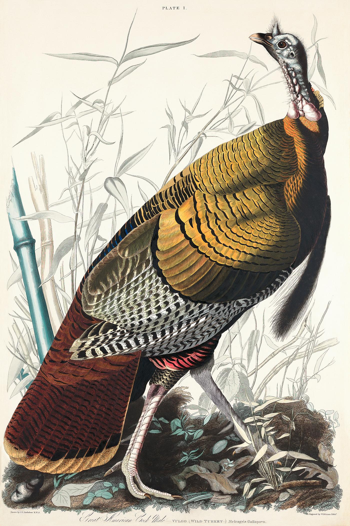 Wild Turkey or Great American Cock from Birds of America (1827) by John James Audubon, etched by William Home Lizars.... Wild Turkey or Great American Cock from Birds of America (1827) by John James Audubon, etched by William Home Lizars....