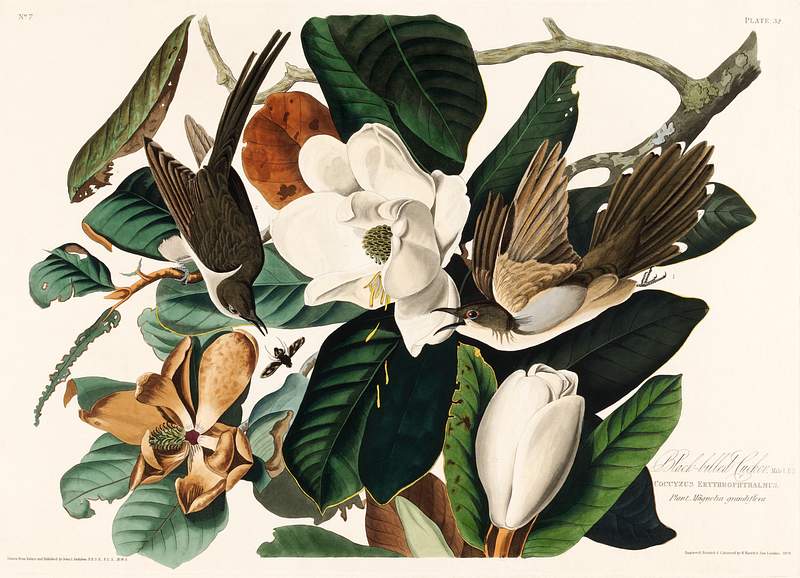 Black-billed Cuckoo from Birds of America (1827) by John James Audubon, etched by William Home Lizars. Original from University of Pittsburg. Digitally enhanced by rawpixel. Black-billed Cuckoo from Birds of America (1827) by John James Audubon, etched by William Home Lizars. Original from…