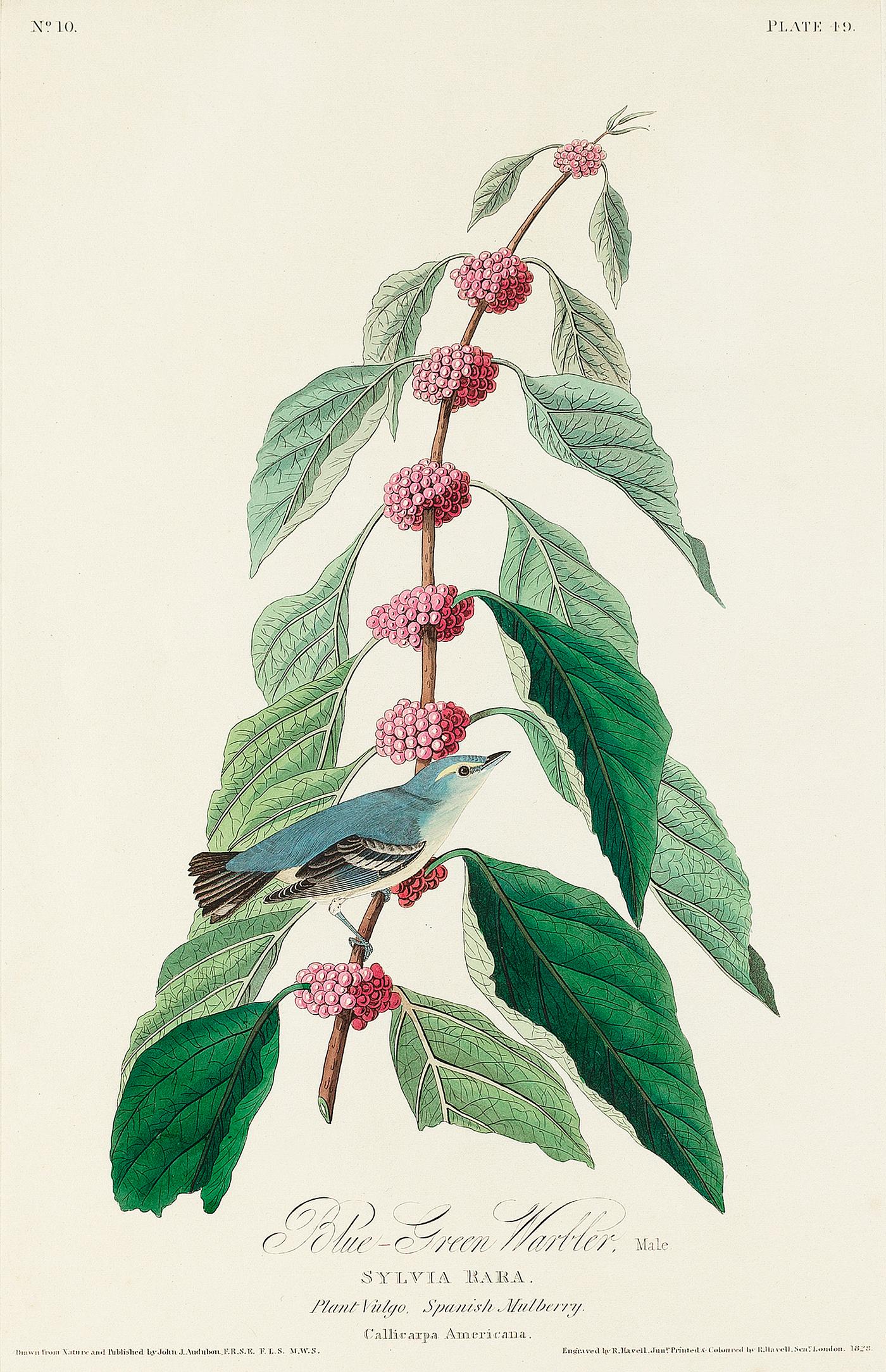 Blue-green Warbler from Birds of America (1827) by John James Audubon (1785 - 1851), etched by Robert Havell (1793 - 1878).... Blue-green Warbler from Birds of America (1827) by John James Audubon (1785 - 1851), etched by Robert Havell (1793 - 1878)....