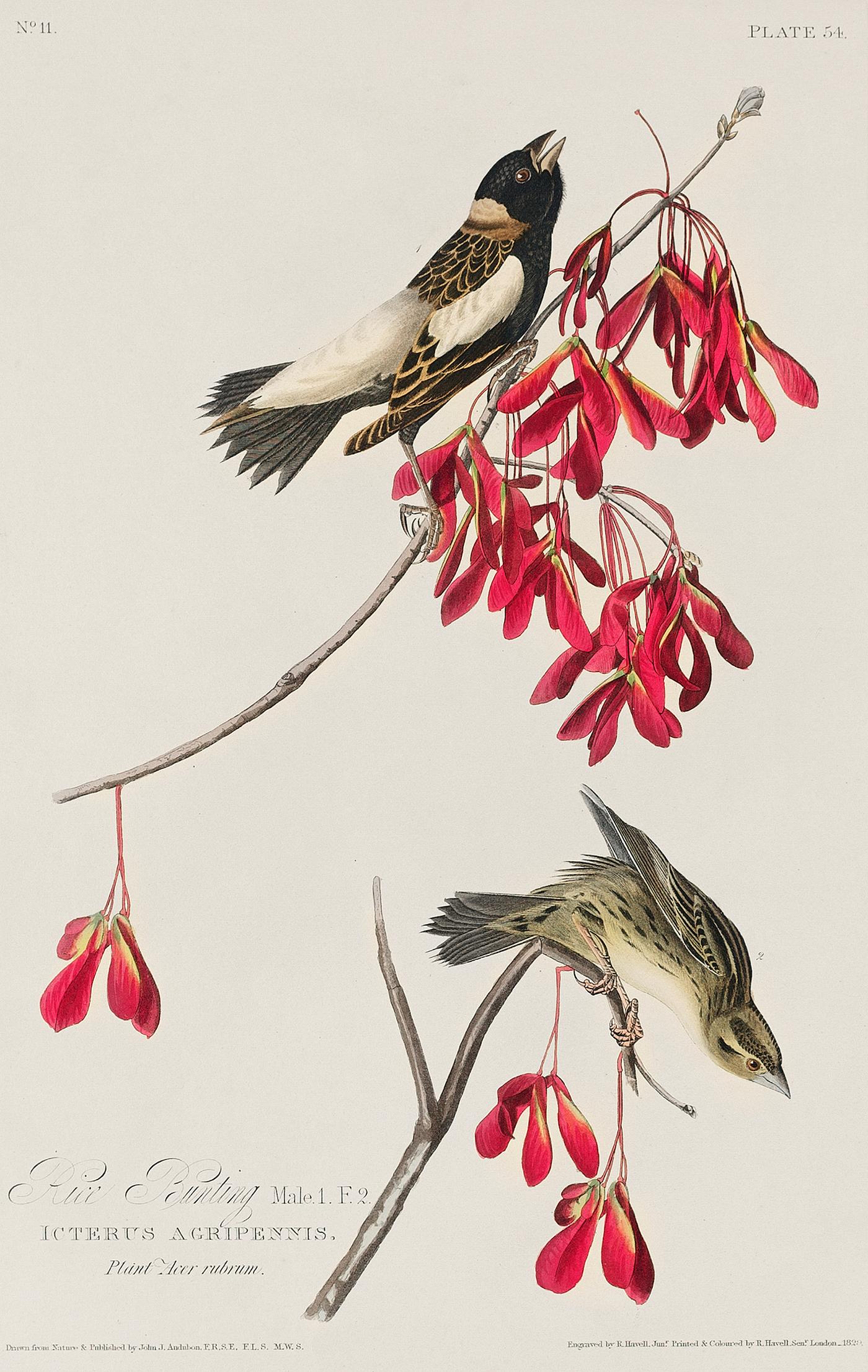 Rice Bird from Birds of America (1827) by John James Audubon (1785 - 1851), etched by Robert Havell (1793 - 1878). The... Rice Bird from Birds of America (1827) by John James Audubon (1785 - 1851), etched by Robert Havell (1793 - 1878). The...