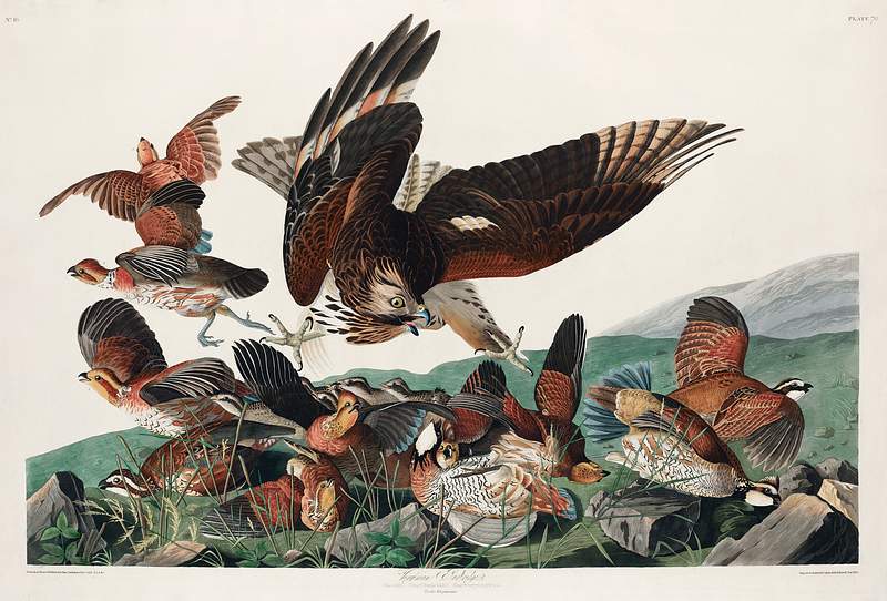 Virginian Partridge from Birds of America (1827) by John James Audubon, etched by William Home Lizars. Original from University of Pittsburg. Digitally enhanced by rawpixel. Virginian Partridge from Birds of America (1827) by John James Audubon, etched by William Home Lizars. Original from…