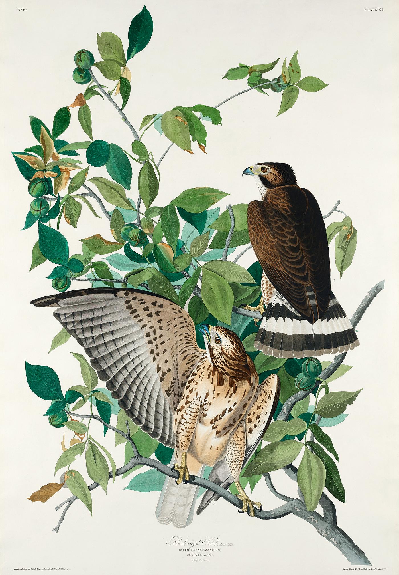 Broad-winged Hawk from Birds of America (1827) by John James Audubon (1785 - 1851), etched by Robert Havell (1793 - 1878).... Broad-winged Hawk from Birds of America (1827) by John James Audubon (1785 - 1851), etched by Robert Havell (1793 - 1878)....