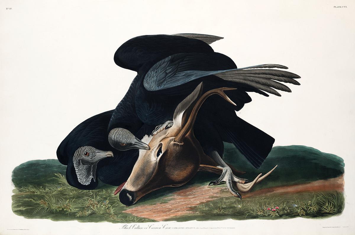The three black crows by john byrom