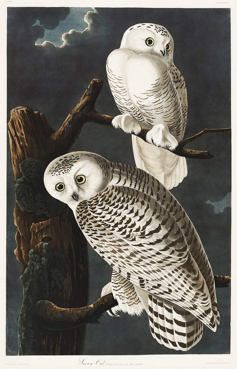 Snowy Owl Snowy Owl from Birds of America (1827) by John James Audubon, etched by William Home Lizars. Original from University of…