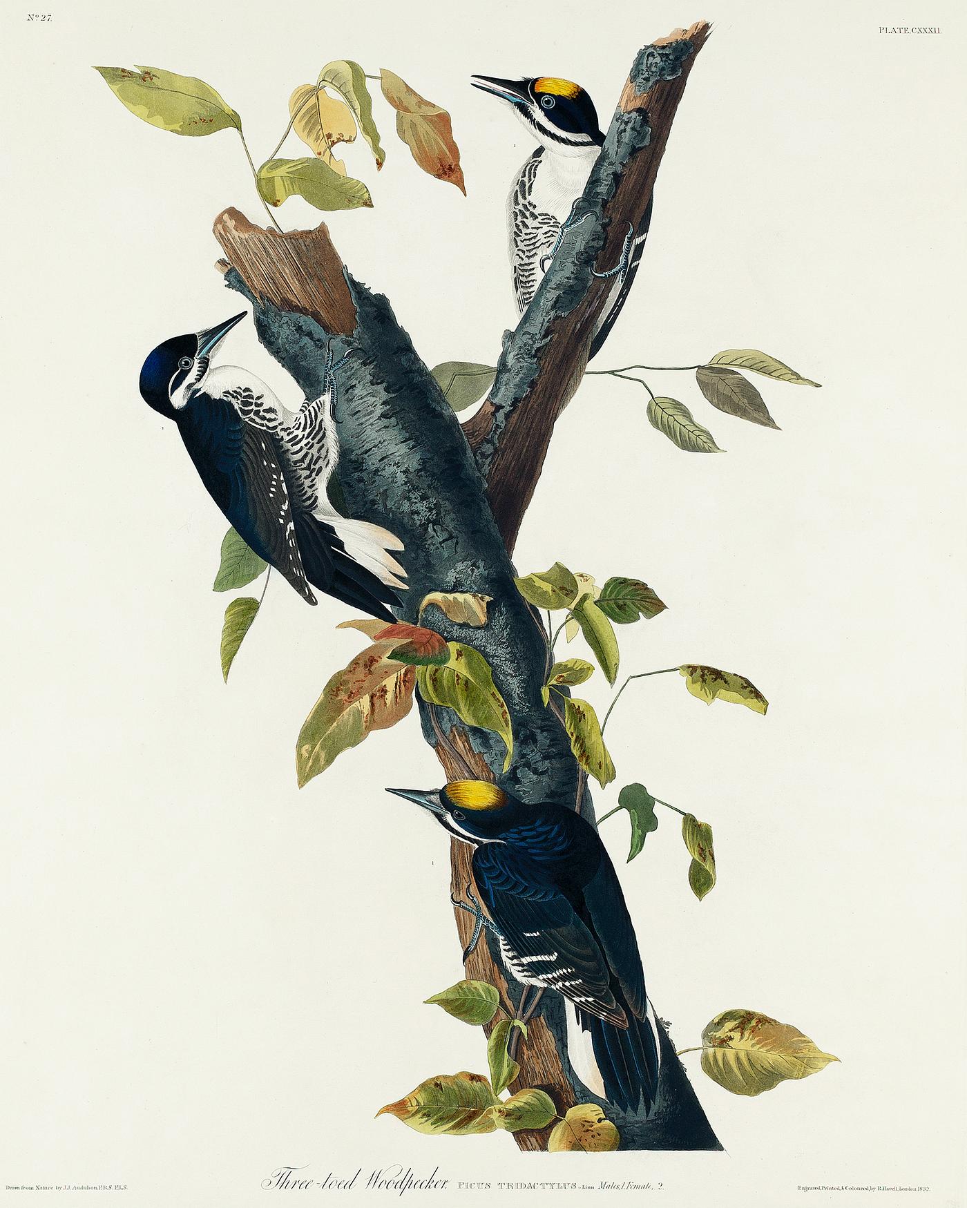 Three-toed Woodpecker from Birds of America (1827) by John James Audubon (1785 - 1851), etched by Robert Havell (1793 - 1878... Three-toed Woodpecker from Birds of America (1827) by John James Audubon (1785 - 1851), etched by Robert Havell (1793 - 1878...