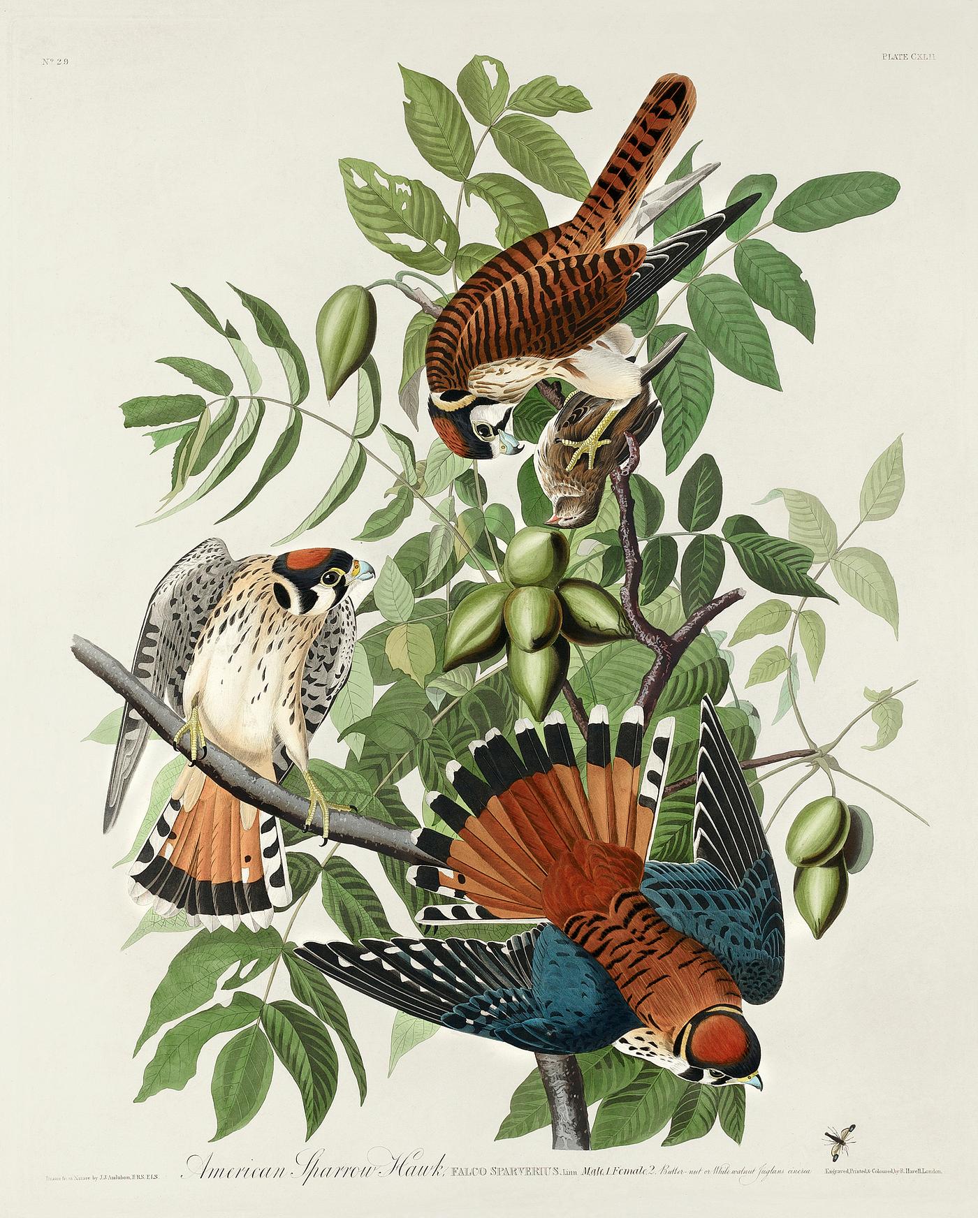 American Sparrow Hawk from Birds of America (1827) by John James Audubon (1785 - 1851), etched by Robert Havell (1793 - 1878... American Sparrow Hawk from Birds of America (1827) by John James Audubon (1785 - 1851), etched by Robert Havell (1793 - 1878...