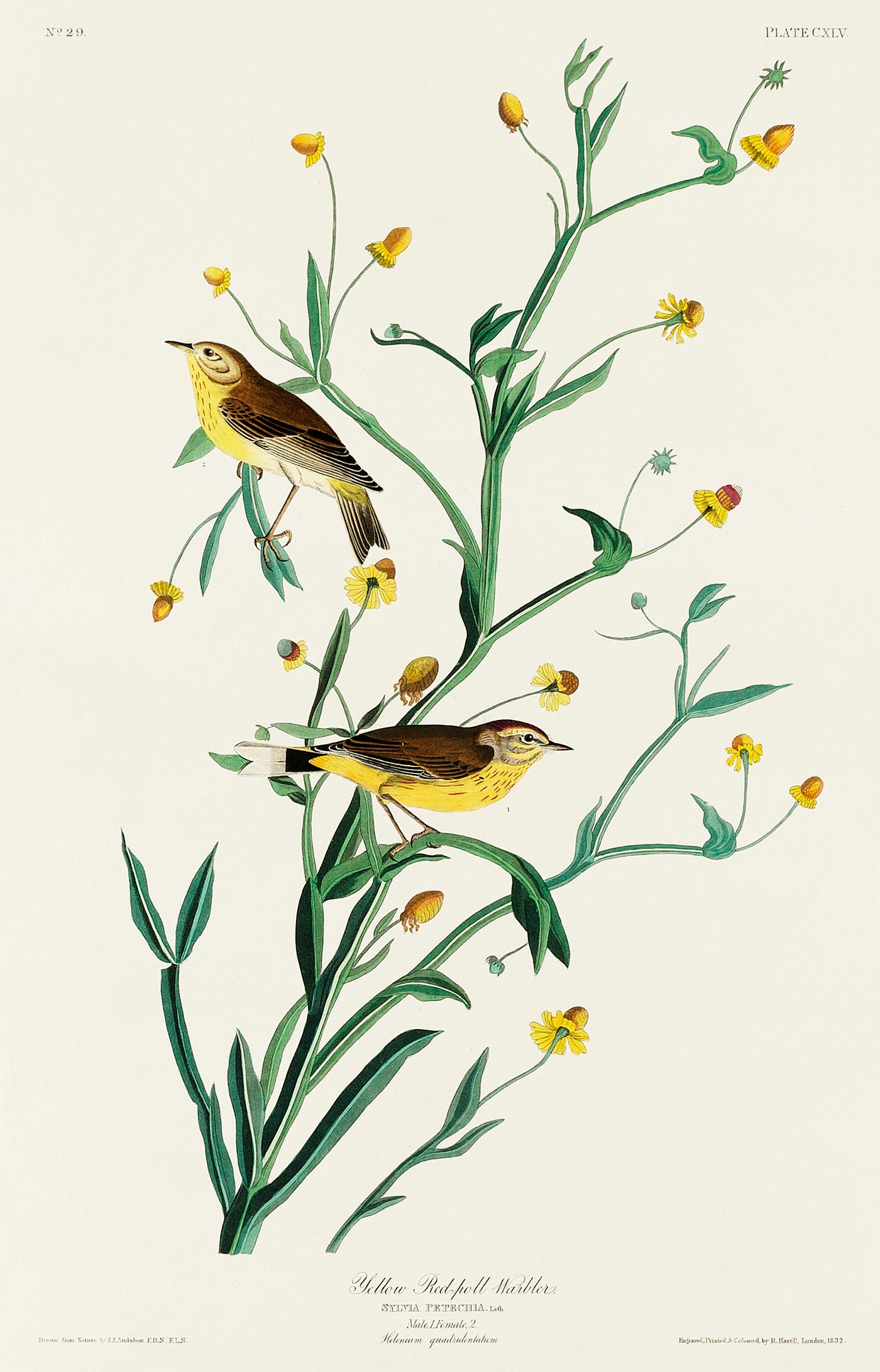 Yellow Red-poll Warbler from Birds of America (1827) by John James Audubon (1785 - 1851), etched by Robert Havell (1793 -... Yellow Red-poll Warbler from Birds of America (1827) by John James Audubon (1785 - 1851), etched by Robert Havell (1793 -...
