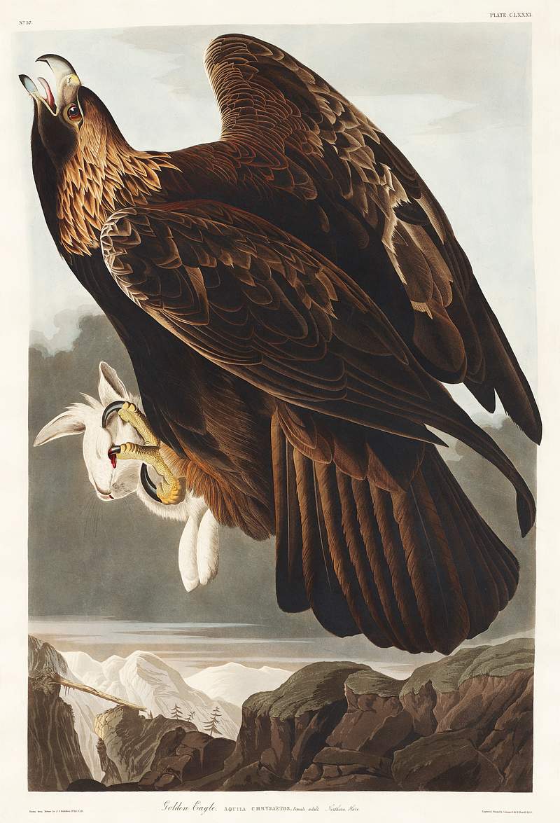 Golden Eagle from Birds of America (1827) by John James Audubon, etched by William Home Lizars. Original from University of Pittsburg. Digitally enhanced by rawpixel. Golden Eagle from Birds of America (1827) by John James Audubon, etched by William Home Lizars. Original from University of…