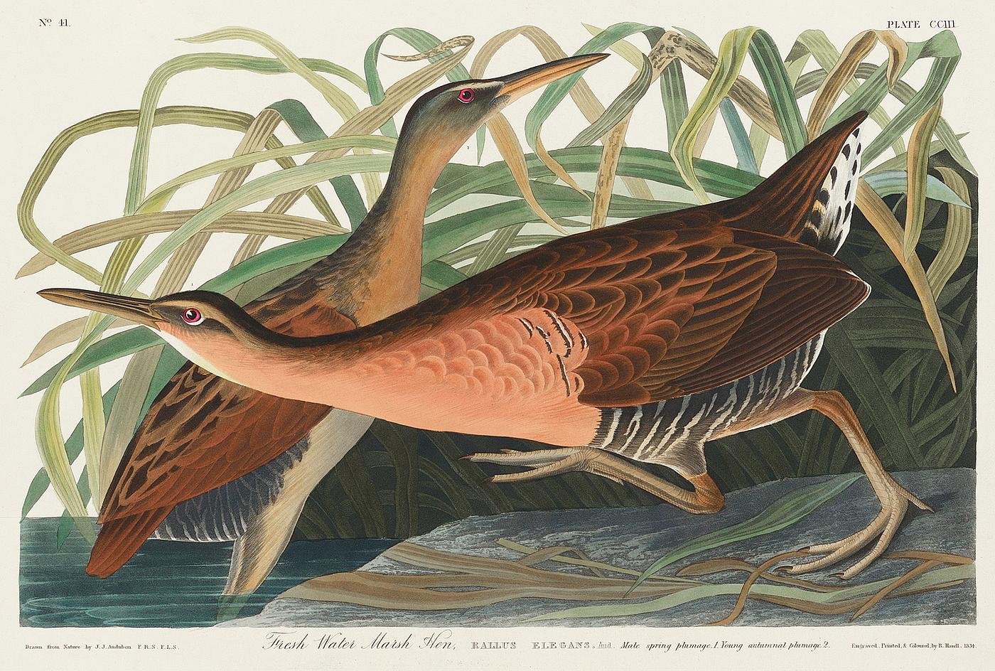 Fresh Water Marsh Hen from Birds of America (1827) by John James Audubon, etched by William Home Lizars. Original from... Fresh Water Marsh Hen from Birds of America (1827) by John James Audubon, etched by William Home Lizars. Original from...