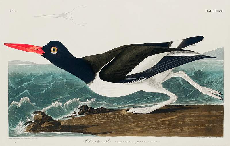 Pied oyster-catcher from Birds of America (1827) by John James Audubon, etched by William Home Lizars. Original from University of Pittsburg. Digitally enhanced by rawpixel. Pied oyster-catcher from Birds of America (1827) by John James Audubon, etched by William Home Lizars. Original from…