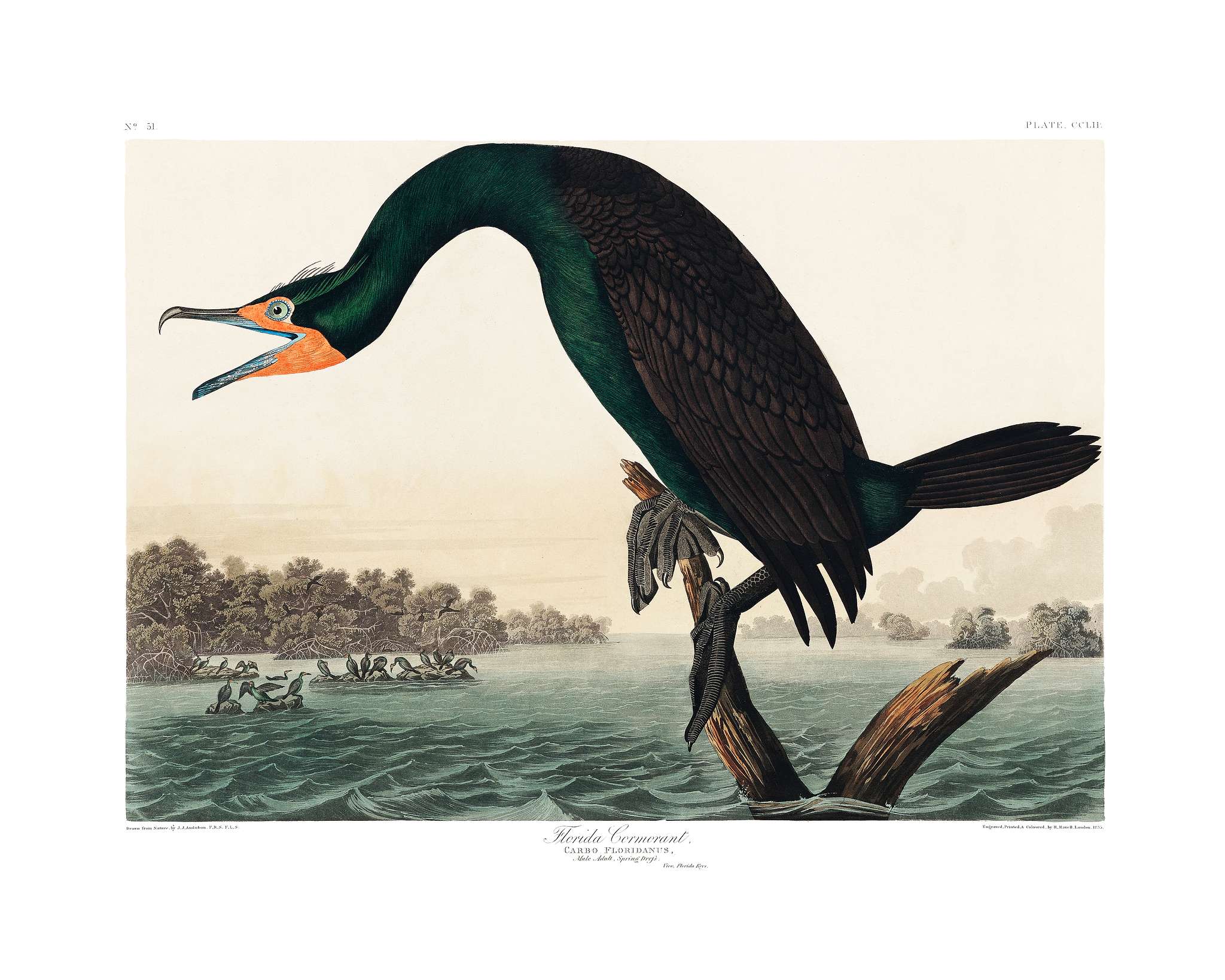 Florida Cormorant from Birds of America (1827) illustrated by John James Audubon (1785 - 1851), etched by Robert Havell (... Florida Cormorant from Birds of America (1827) illustrated by John James Audubon (1785 - 1851), etched by Robert Havell (...