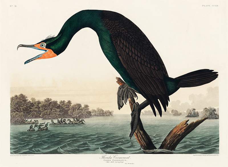 Florida Cormorant from Birds of America (1827) by John James Audubon, etched by William Home Lizars. Original from University of Pittsburg. Digitally enhanced by rawpixel. Florida Cormorant from Birds of America (1827) by John James Audubon, etched by William Home Lizars. Original from University…