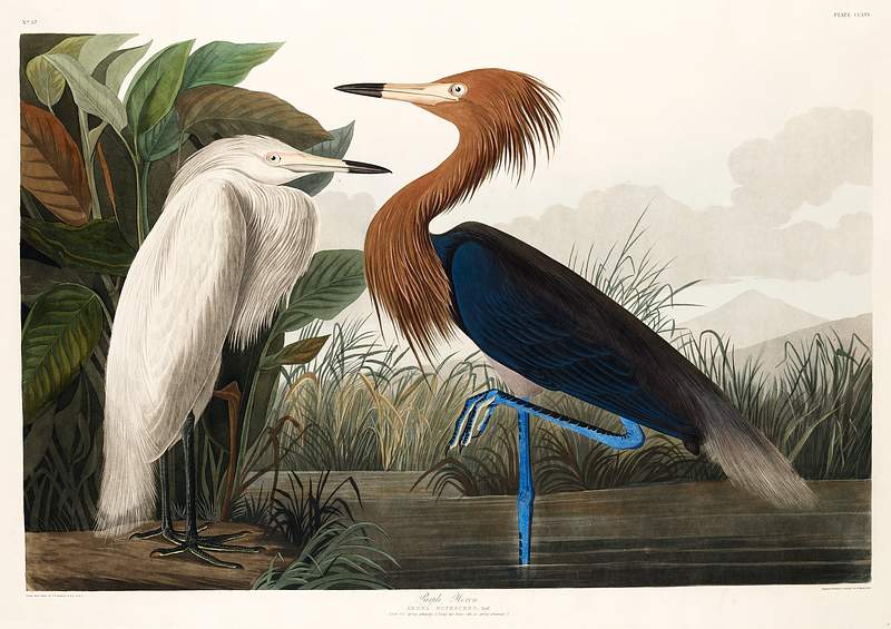 Purple Heron from Birds of America (1827) by John James Audubon, etched by William Home Lizars. Original from University of Pittsburg. Digitally enhanced by rawpixel. Purple Heron from Birds of America (1827) by John James Audubon, etched by William Home Lizars. Original from University of…