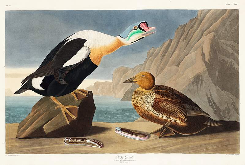 King Duck from Birds of America (1827) by John James Audubon, etched by William Home Lizars. Original from University of Pittsburg. Digitally enhanced by rawpixel. King Duck from Birds of America (1827) by John James Audubon, etched by William Home Lizars. Original from University of…