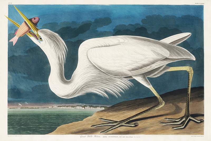 Great White Heron from Birds of America (1827) by John James Audubon, etched by William Home Lizars. Original from University of Pittsburg. Digitally enhanced by rawpixel. Great White Heron from Birds of America (1827) by John James Audubon, etched by William Home Lizars. Original from University…