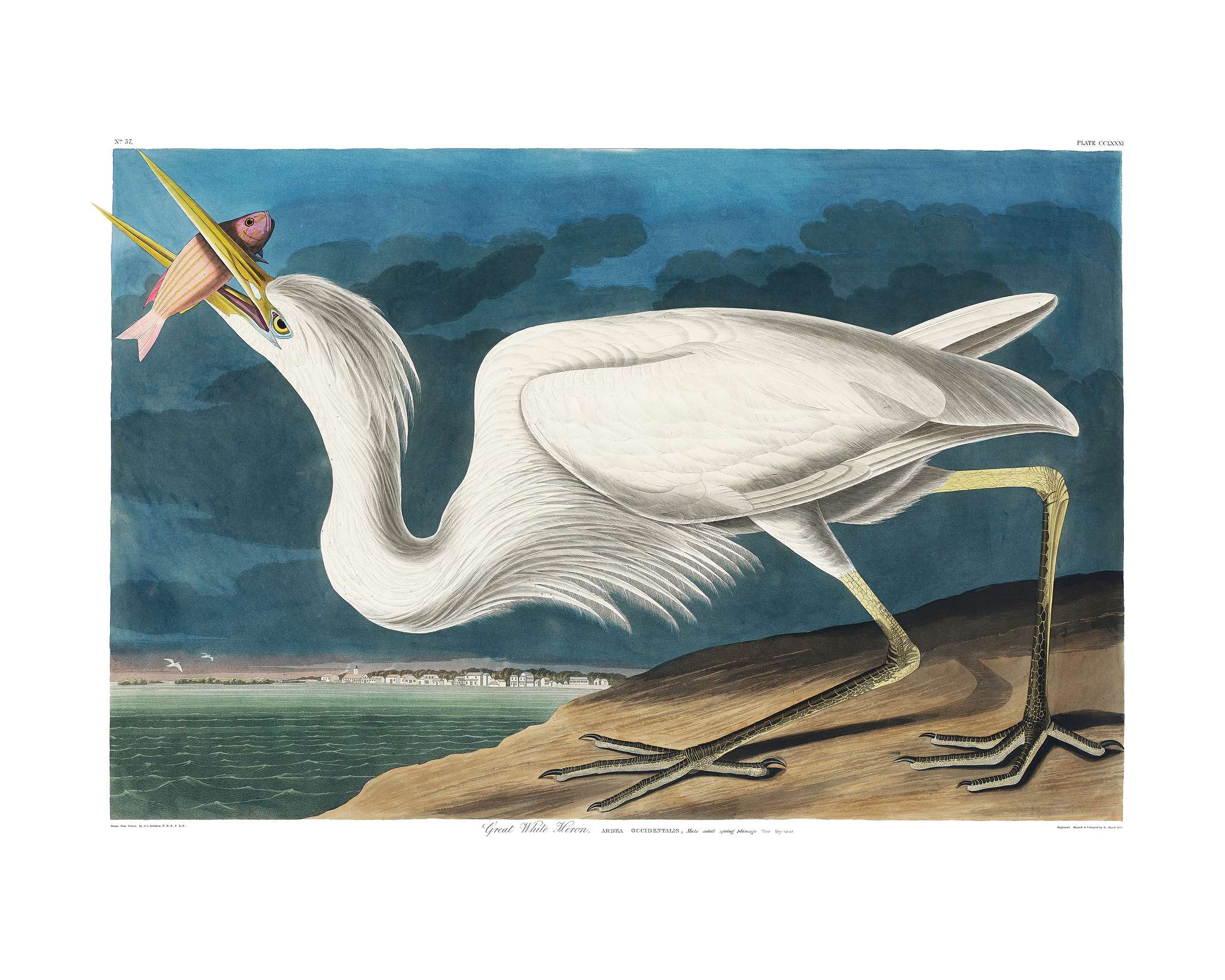 Great White Heron from Birds of America (1827) illustrated by John James Audubon (1785 - 1851), etched by Robert Havell (... Great White Heron from Birds of America (1827) illustrated by John James Audubon (1785 - 1851), etched by Robert Havell (...