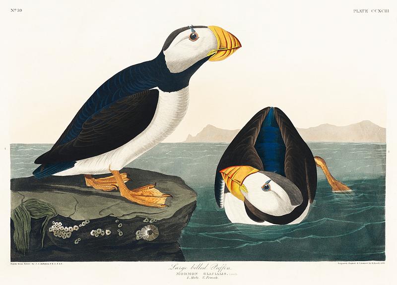 Large billed Puffin from Birds of America (1827) by John James Audubon (1785 - 1851), etched by Robert Havell (1793 - 1878). The original Birds of America is the most expensive printed book in the world and a truly awe-inspiring classic. Large billed Puffin from Birds of America (1827) by John James Audubon (1785 - 1851), etched by Robert Havell (1793 - 1878).…