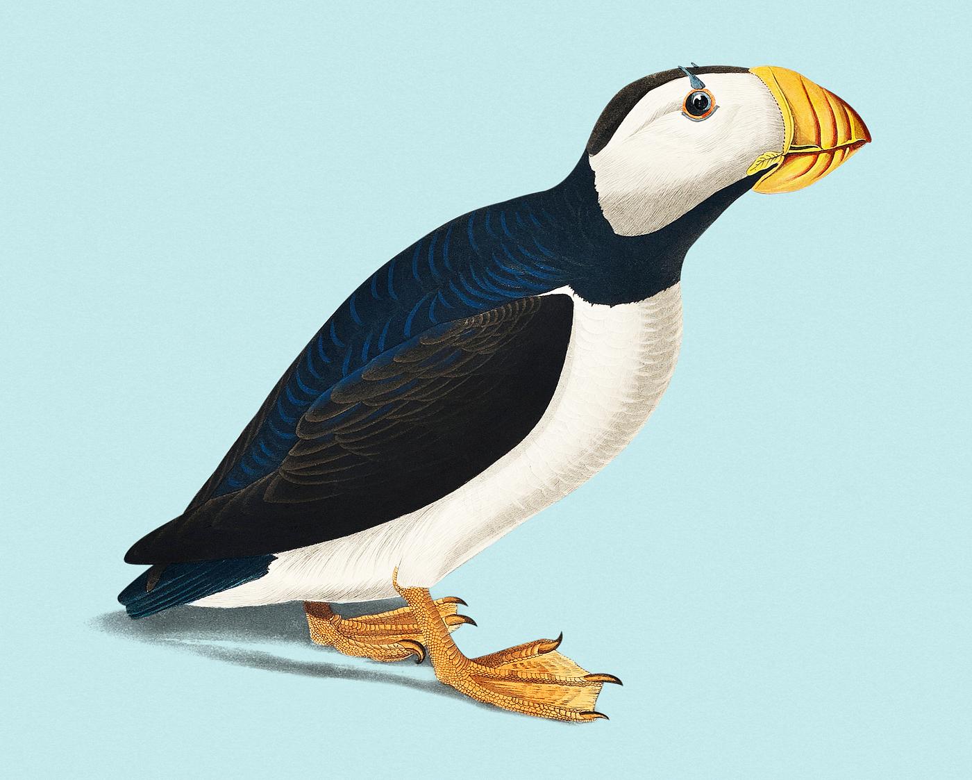 Vintage Illustration of Large billed Puffin from Birds of America. Vintage Illustration of Large billed Puffin from Birds of America.
