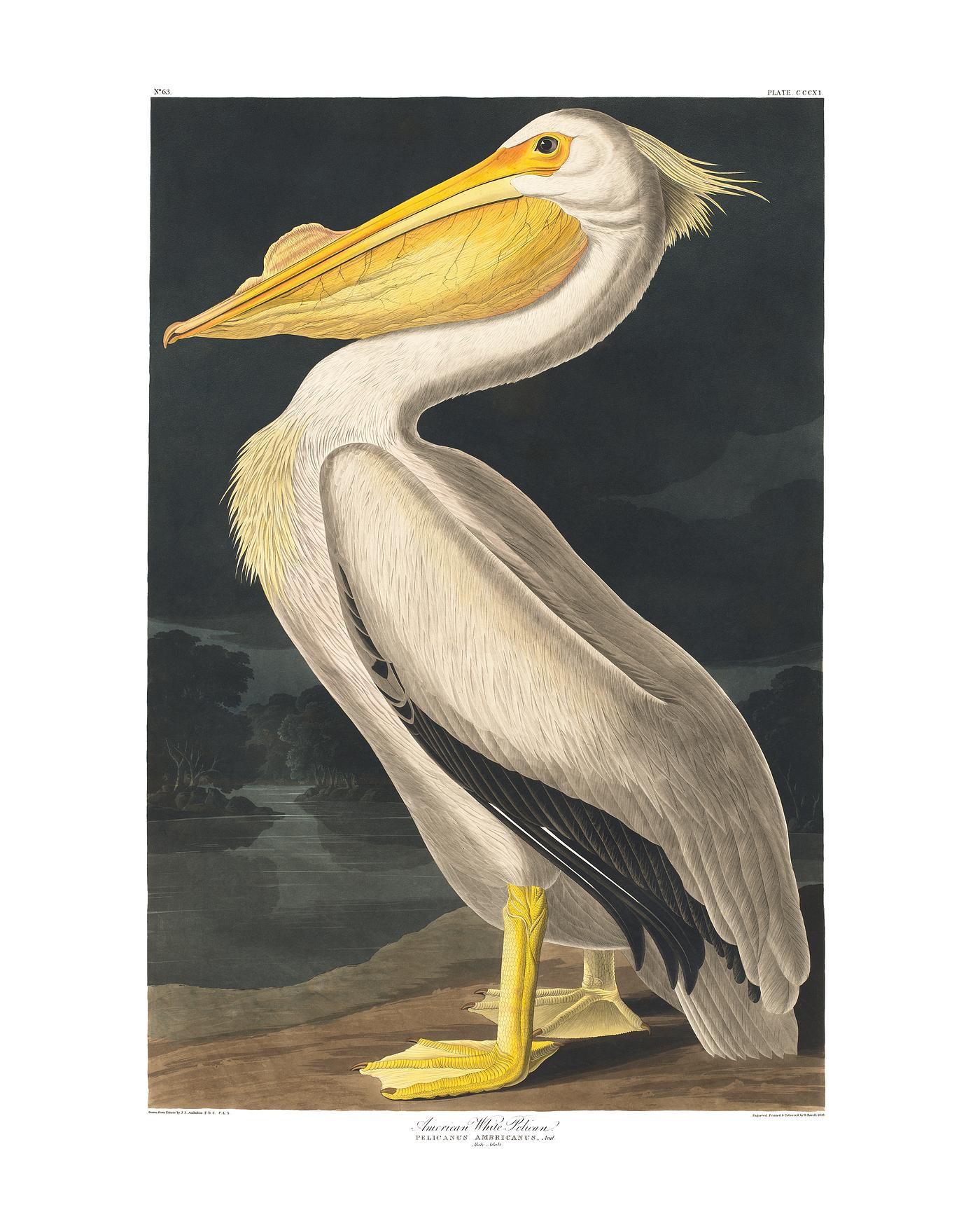 American White Pelican from Birds of America (1827) illustrated by John James Audubon (1785 - 1851), etched by Robert Havell... American White Pelican from Birds of America (1827) illustrated by John James Audubon (1785 - 1851), etched by Robert Havell...