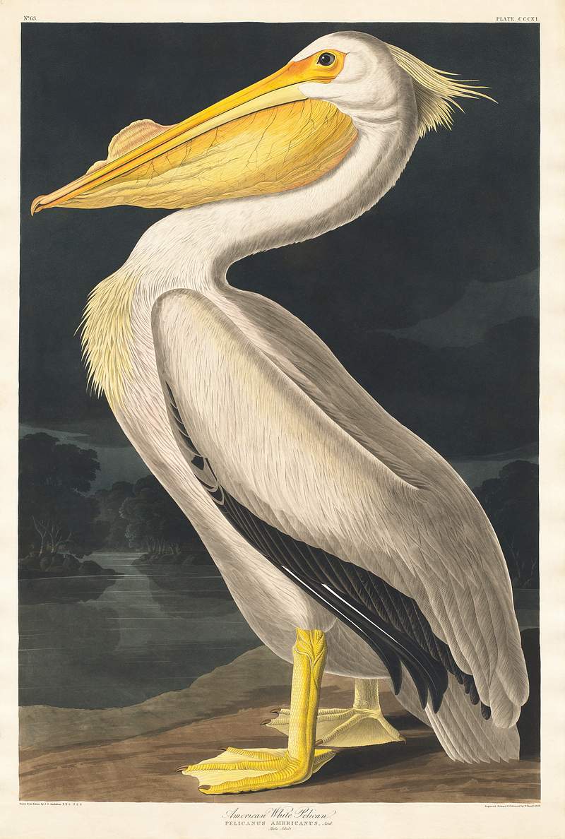 American White Pelican American White Pelican from Birds of America (1827) by John James Audubon, etched by William Home Lizars. Original from…
