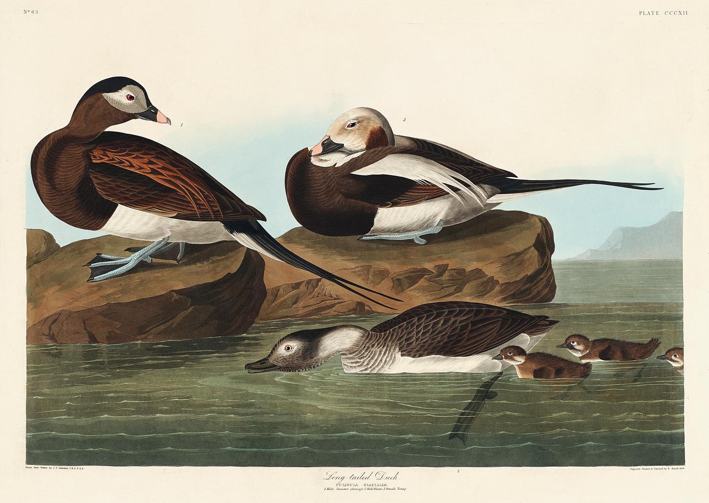 Long-tailed Duck from Birds of America (1827) by John James Audubon, etched by William Home Lizars. Original from University... Long-tailed Duck from Birds of America (1827) by John James Audubon, etched by William Home Lizars. Original from University...