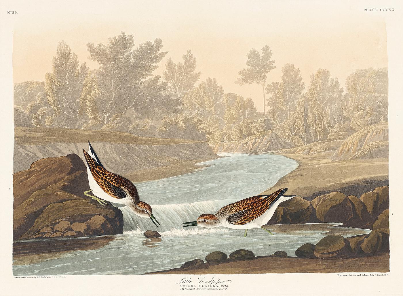 Little Sandpiper from Birds of America (1827) by John James Audubon (1785 - 1851), etched by Robert Havell (1793 - 1878).... Little Sandpiper from Birds of America (1827) by John James Audubon (1785 - 1851), etched by Robert Havell (1793 - 1878)....