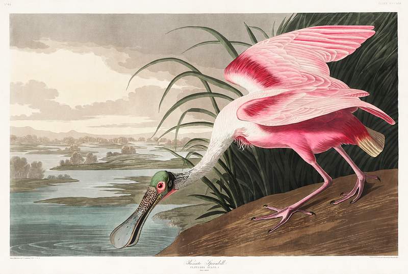 Roseate Spoonbill from Birds of America (1827) by John James Audubon, etched by William Home Lizars. Original from University…