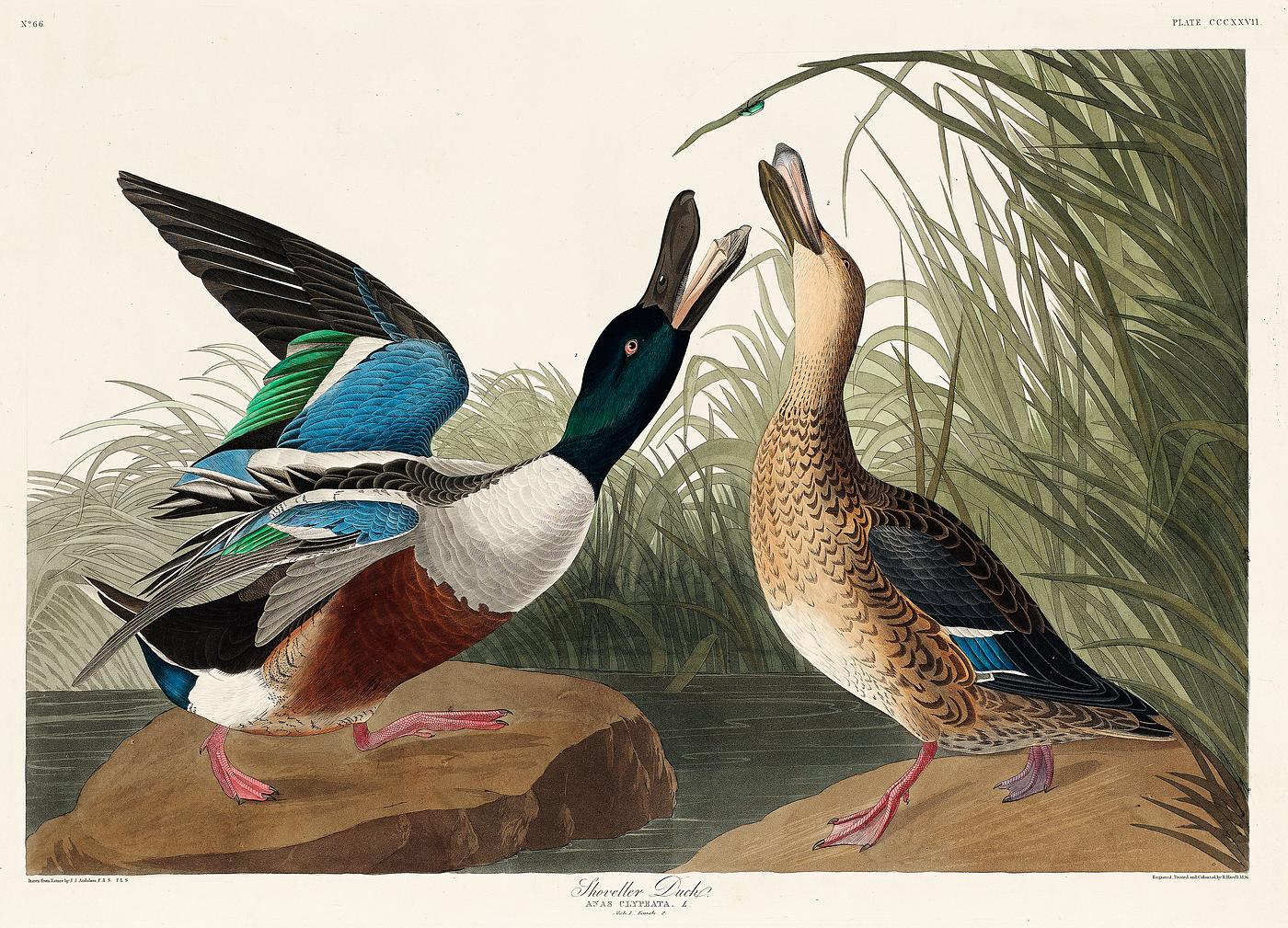 Shoveller Duck from Birds of America (1827) by John James Audubon (1785 - 1851), etched by Robert Havell (1793 - 1878).... Shoveller Duck from Birds of America (1827) by John James Audubon (1785 - 1851), etched by Robert Havell (1793 - 1878)....