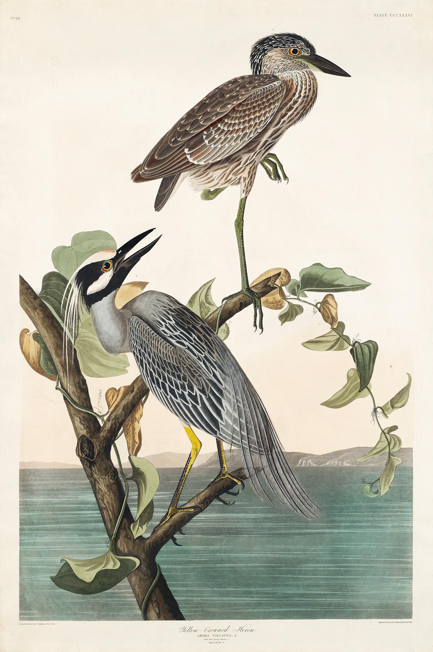 Yellow-Crowned Heron from Birds of America (1827) by John James Audubon (1785 - 1851), etched by Robert Havell (1793 - 1878... Yellow-Crowned Heron from Birds of America (1827) by John James Audubon (1785 - 1851), etched by Robert Havell (1793 - 1878...