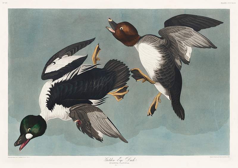 Golden-eye Duck from Birds of America (1827) by John James Audubon, etched by William Home Lizars. Original from University of Pittsburg. Digitally enhanced by rawpixel. Golden-eye Duck from Birds of America (1827) by John James Audubon, etched by William Home Lizars. Original from University…