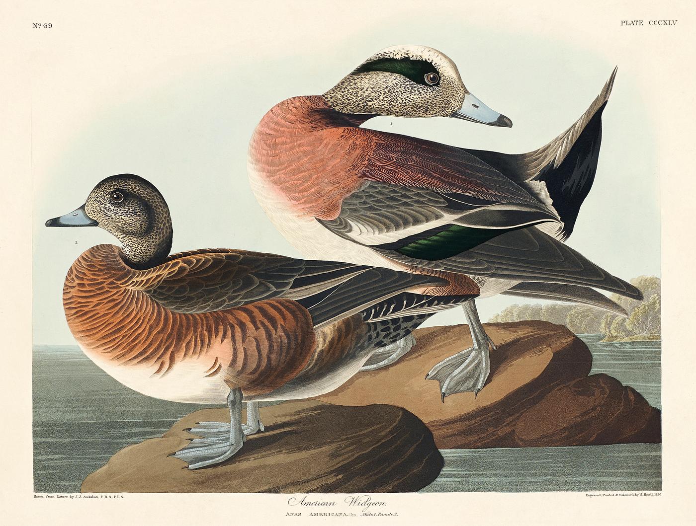 American Widgeon from Birds of America (1827) by John James Audubon, etched by William Home Lizars. Original from University... American Widgeon from Birds of America (1827) by John James Audubon, etched by William Home Lizars. Original from University...