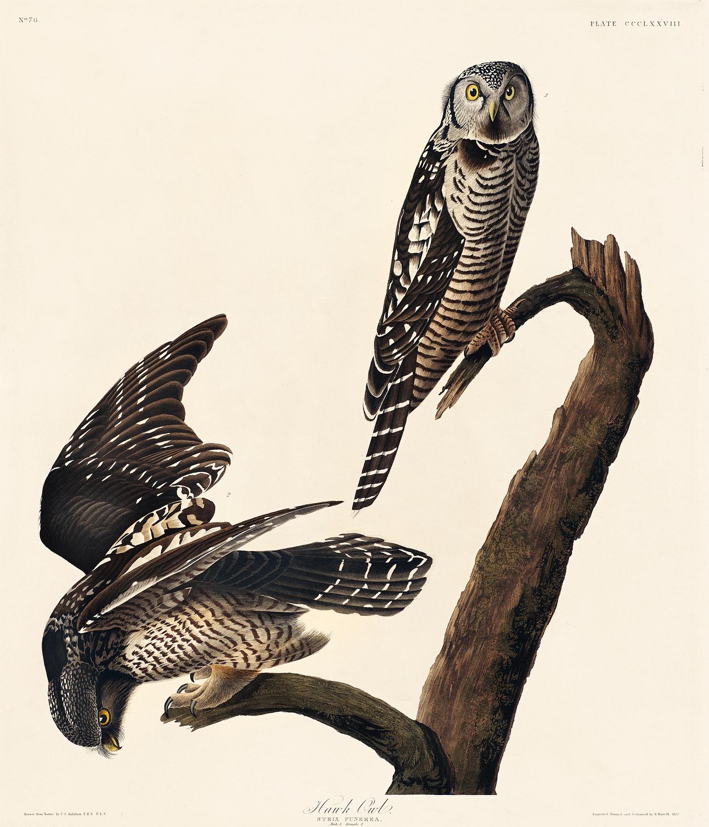 Hawk Owl from Birds of America (1827) by John James Audubon, etched by William Home Lizars. Original from University of... Hawk Owl from Birds of America (1827) by John James Audubon, etched by William Home Lizars. Original from University of...