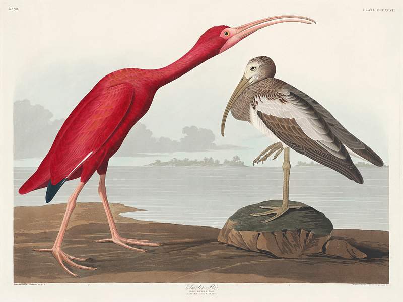 Scarlet Ibis bird Scarlet Ibis from Birds of America (1827) by John James Audubon (1785 - 1851 ), etched by Robert Havell (1793 - 1878).…