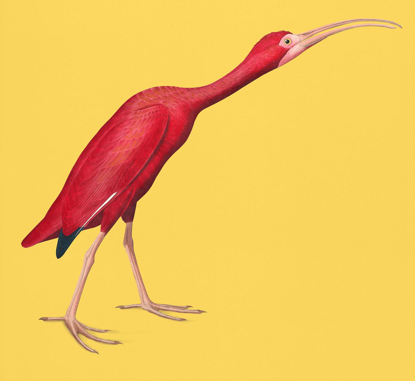 Vintage Illustration of Scarlet Ibis from Birds of America. Vintage Illustration of Scarlet Ibis from Birds of America.