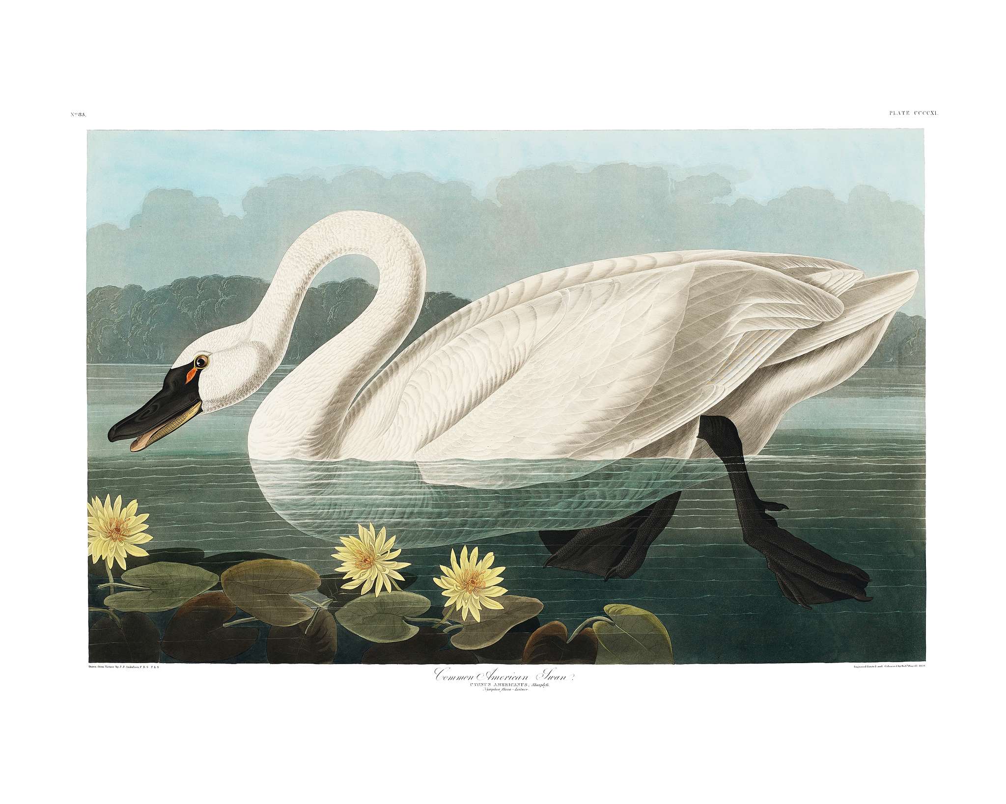 Common American Swan from Birds of America (1827) illustrated by John James Audubon (1785 - 1851), etched by Robert Havell (... Common American Swan from Birds of America (1827) illustrated by John James Audubon (1785 - 1851), etched by Robert Havell (...