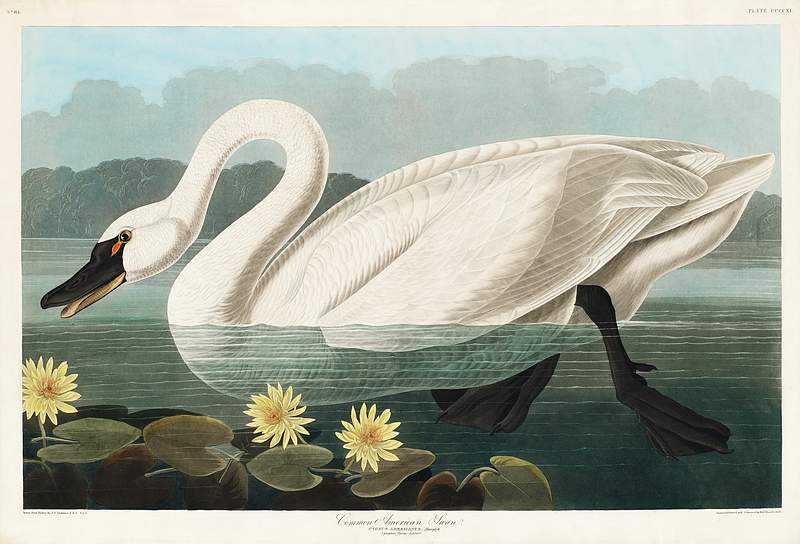 Common American Swan Common American Swan from Birds of America (1827) by John James Audubon (1785 - 1851), etched by Robert Havell (1793 - 1878).…
