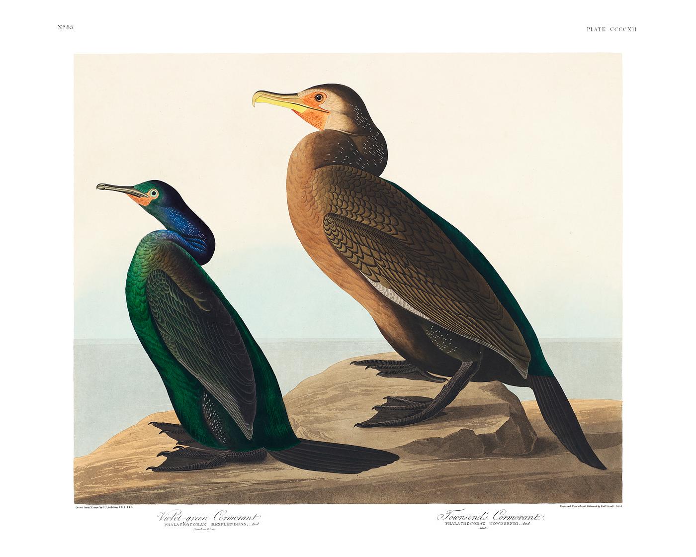 Violet-green Cormorant and Townsend's Cormorant from Birds of America (1827) illustrated by John James Audubon (1785 -... Violet-green Cormorant and Townsend's Cormorant from Birds of America (1827) illustrated by John James Audubon (1785 -...