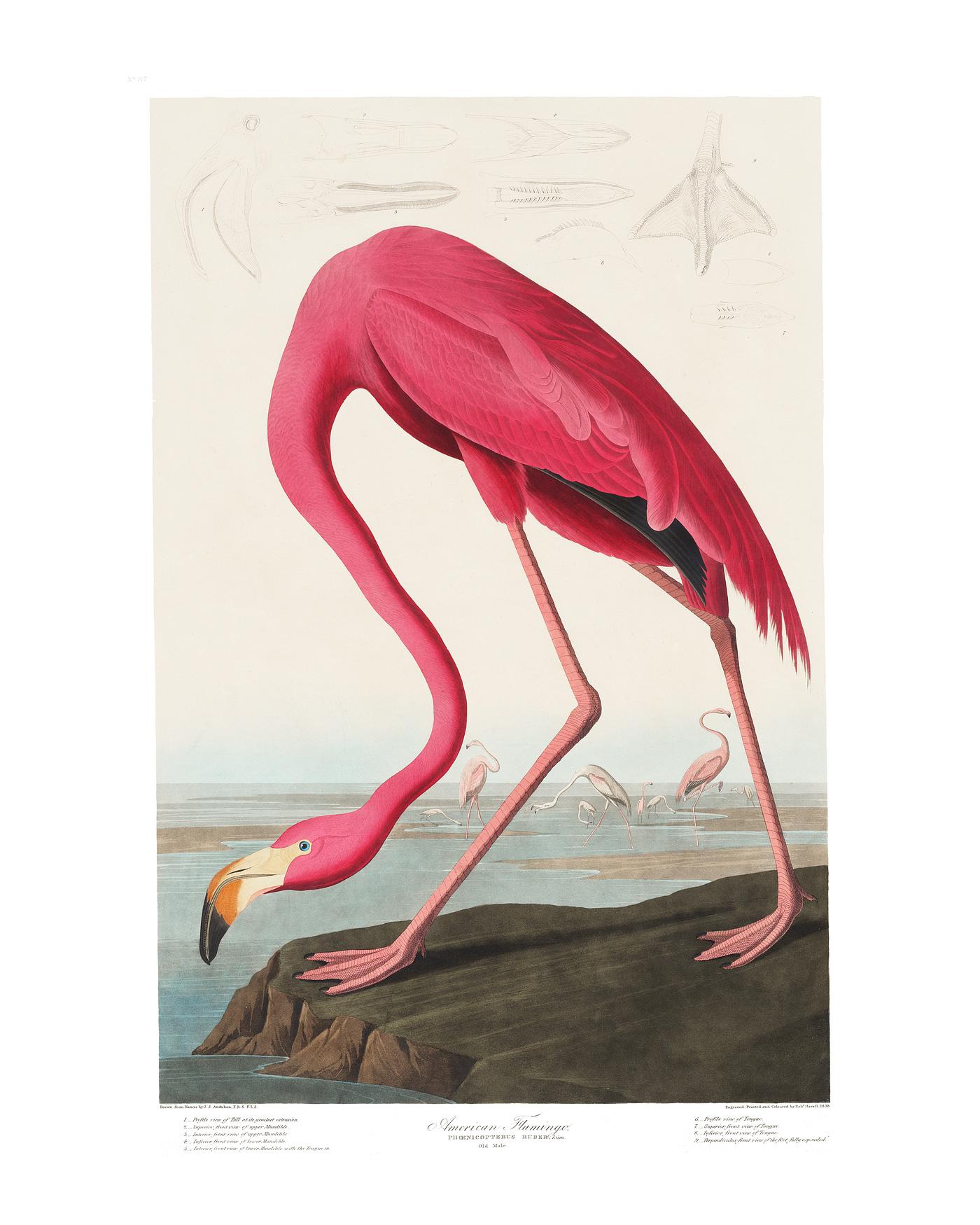 Pink Flamingo vintage illustration wall art print and poster design. Original from Birds of America by John James Audubon,... Pink Flamingo vintage illustration wall art print and poster design. Original from Birds of America by John James Audubon,...