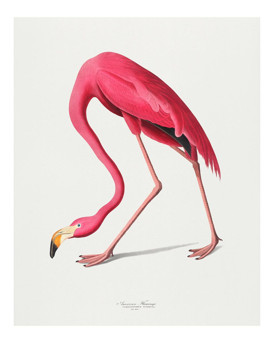 Vintage Pink Flamingo Illustration Wall Art Royalty Free Stock Illustration High Resolution Graphic Vintage Pink Flamingo Illustration Wall Art Royalty Free Stock Illustration High Resolution Graphic