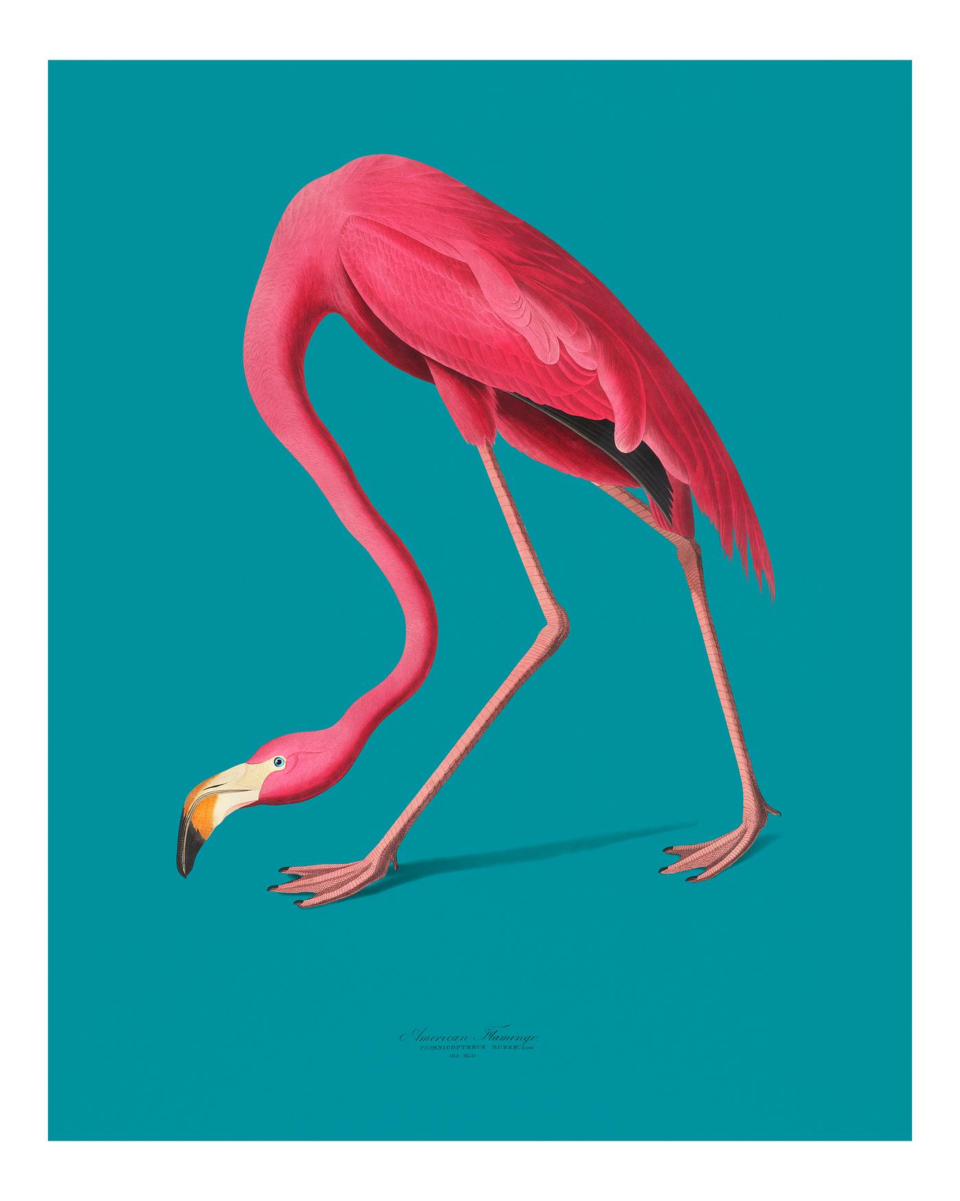 Pink flamingo Vintage Illustration of Pink Flamingo from Birds of America.