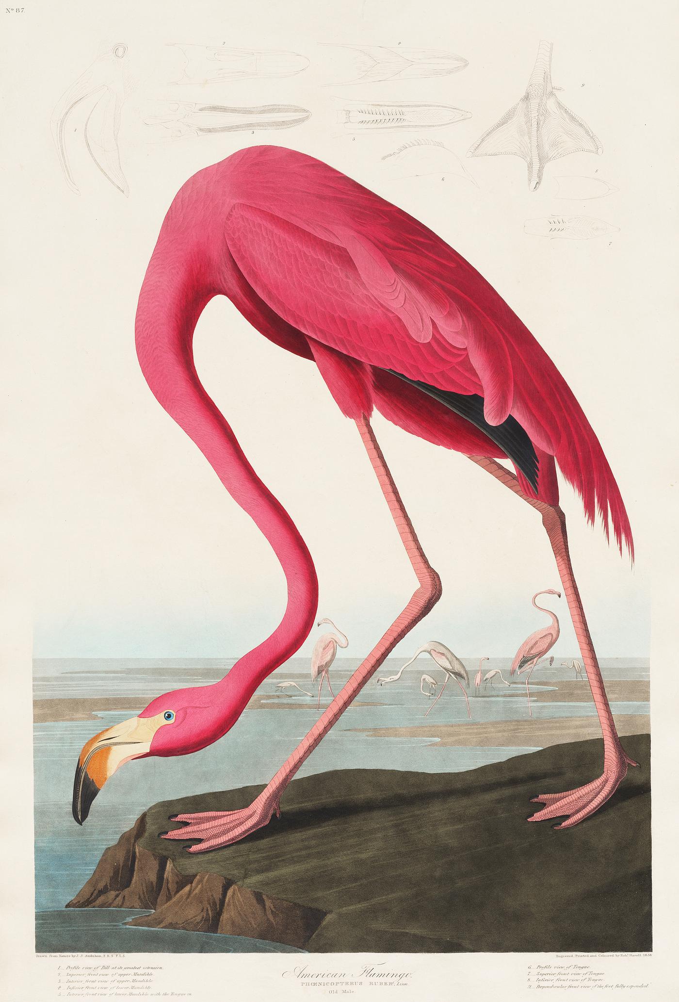Pink Flamingo from Birds of America (1827) by John James Audubon (1785 - 1851 ), etched by Robert Havell (1793 - 1878). The... Pink Flamingo from Birds of America (1827) by John James Audubon (1785 - 1851 ), etched by Robert Havell (1793 - 1878). The...