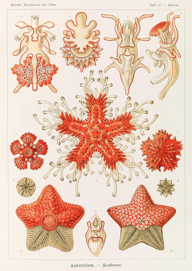 Asteridea illlustration, lithograph by Adolf… | Free public domain illustration Asteridea illlustration, lithograph by Adolf Glitsch after sketched by Ernst Haeckel, shows starfishes in the phylum…