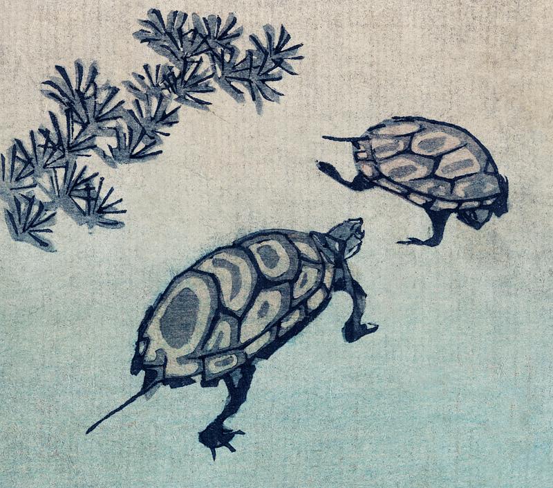 Oriental turtles Kame by Ando Hiroshima (1797-1858), a prominent Japanese ukiyo-e artist. Original from Library of Congress. Digitally…