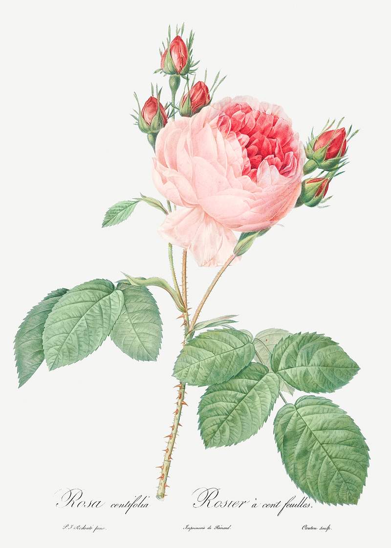 Cabbage Rose, also known as One Hundred-Leaved Rose (Rosa centifolia) from Les Roses (1817–1824) by Pierre-Joseph…