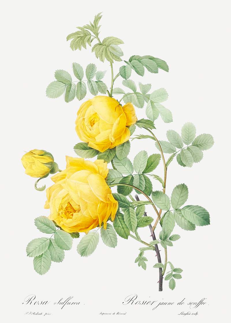Rosa hemisphaerica, also known as Yellow Rose of Sulfur (Rosa sulfurea) from Les Roses (1817–1824) by Pierre-Joseph…