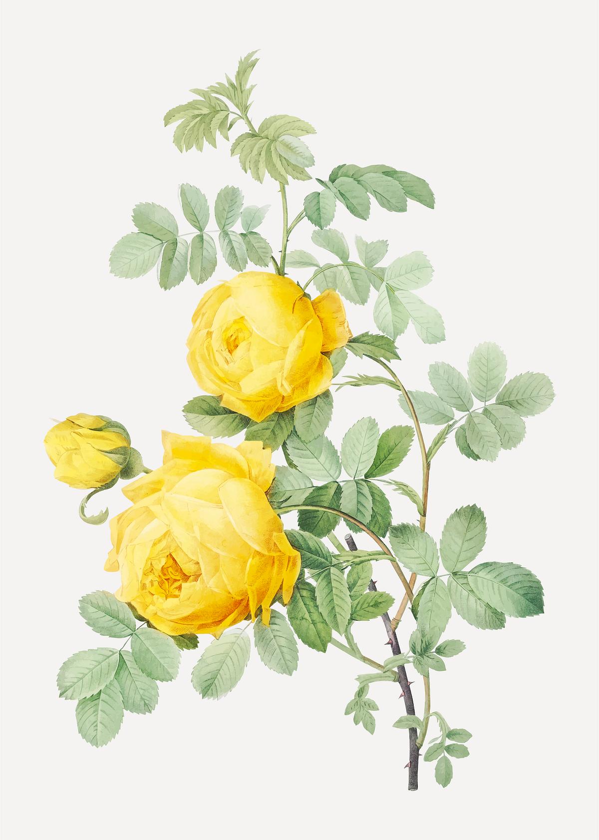 Download Download Png Yellow Rose Png Gif Base Yellowimages Mockups