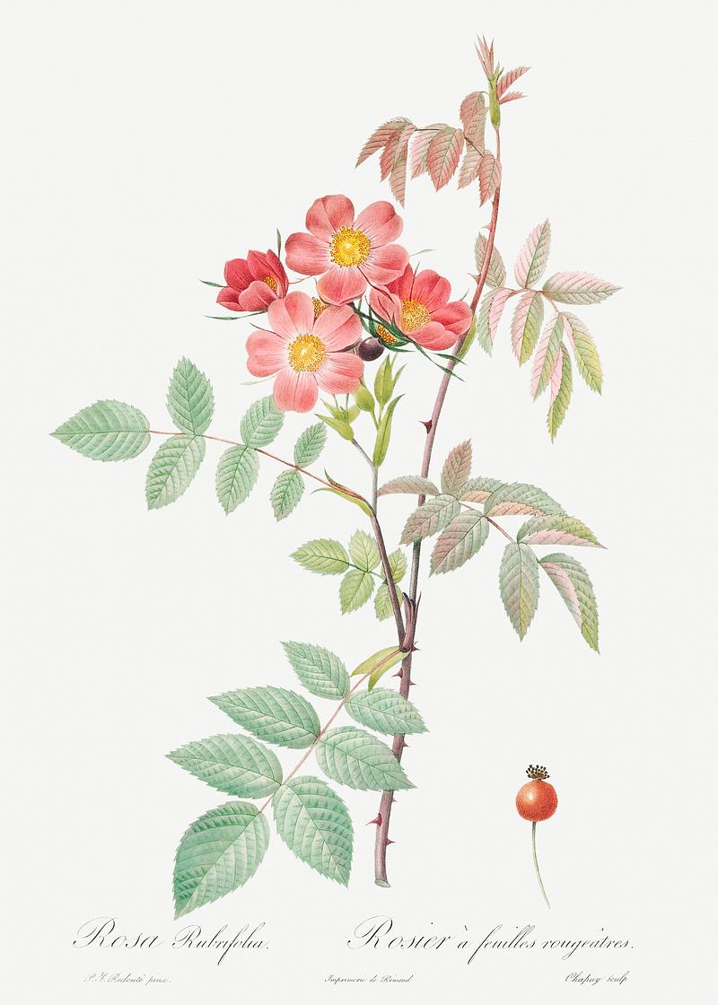 Vintage Rosa glauca poster Redleaf Rose, also known as Rosebush with Reddish Leaves (Rosa rubrifolia) from Les Roses (1817–1824) by Pierre-Joseph…